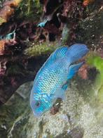 Electric blue acara koppel te koop, Dieren en Toebehoren, Vis