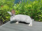 Vlaamse reus chinchilla voedsters, Dieren en Toebehoren, Vrouwelijk, Groot