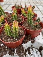 Succulent!, Aasbloem,Huernia Zebrina Variegata potmaat 6,5cm, Huis en Inrichting, Kamerplanten, Vetplant, Ophalen of Verzenden