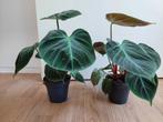 Philodendron Gloriosum - Philodendron H: 35 cm., Ophalen, Overige soorten, Halfschaduw, Minder dan 100 cm