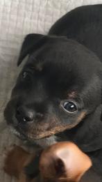 Jack Russel pups, Dieren en Toebehoren, Honden | Jack Russells en Terriërs, Jack Russell Terriër, 8 tot 15 weken, Meerdere, Meerdere dieren