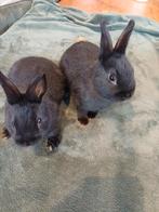 Dwergkijnen. 8week oud. Hand tam, Dieren en Toebehoren, Konijnen, Meerdere dieren, Groot