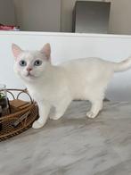 Te koop: Schattige kitten, geboren op 26 juni!, Dieren en Toebehoren, Katten en Kittens | Raskatten | Korthaar, Kater, 0 tot 2 jaar