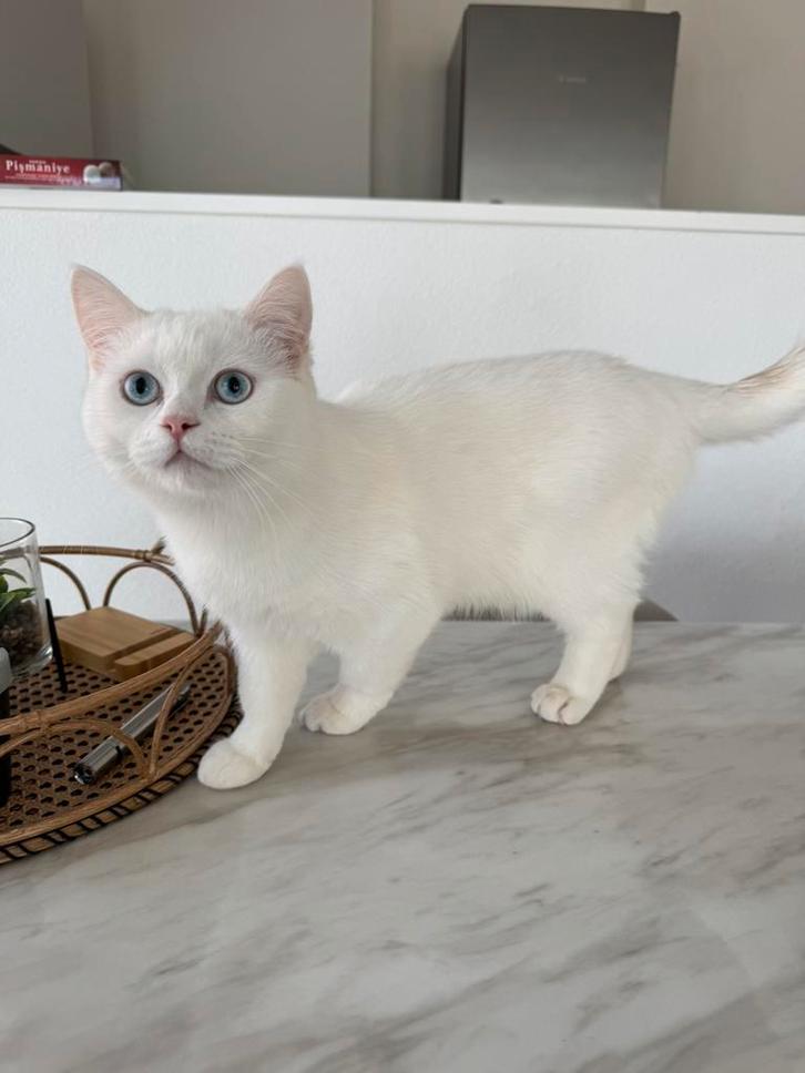 Te koop: Schattige kitten, geboren op 26 juni!, Dieren en Toebehoren, Katten en Kittens | Raskatten | Korthaar, Kater, 0 tot 2 jaar
