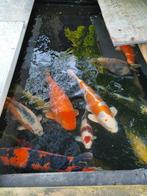 Div Japanse Koi te koop; Kohaku, Tancho, Shiro Utsuri, Black, Karper of Koi