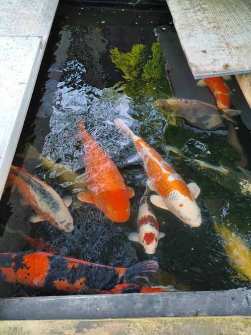 Div Japanse Koi te koop; Kohaku, Tancho, Shiro Utsuri, Black, Dieren en Toebehoren, Vissen | Vijvervissen, Karper of Koi