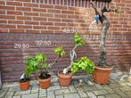 Druiven bonsai, ruim 15 jaar oude stam, verschillende maten, Tuin en Terras, Lente, Volle zon, Ophalen of Verzenden, Overige soorten