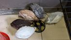Kwartel kuikens te koop!, Dieren en Toebehoren, Pluimvee, Geslacht onbekend, Overige soorten