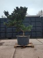 pinus parviflora bonsai, Tuin en Terras, Volle zon, Vaste plant, Bloeit niet, Ophalen