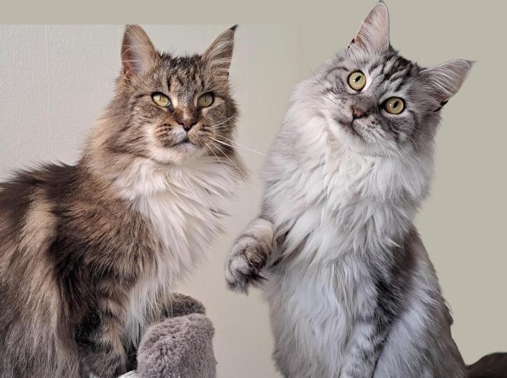 2x Aanhankelijke Maine Coon poes vriendinnen, €350 v. Beide!, Dieren en Toebehoren, Katten en Kittens | Raskatten | Langhaar, Meerdere dieren