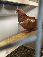 Duif, Geslacht onbekend, Overige soorten