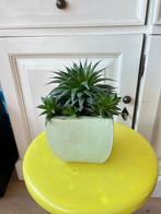 aloe aristata, Ophalen, Vetplant, Halfschaduw, Minder dan 100 cm