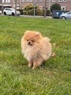 pomeriaan pup, Dieren en Toebehoren, Honden | Chihuahua's en Gezelschapshonden, Particulier, Rabiës (hondsdolheid), 8 tot 15 weken