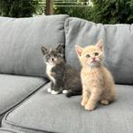 Twee super lieve kittens, Siberische Boskat, Dieren en Toebehoren, Katten en Kittens | Raskatten | Langhaar, Meerdere dieren, Ontwormd
