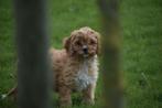 Cavapoo pups mooie nest keuze, Rabiës (hondsdolheid), Meerdere, Klein, 8 tot 15 weken