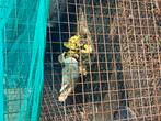 Moeder met 13 jonge eenden te koop, Dieren en Toebehoren, Pluimvee, Eend