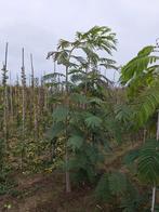 Albizia julibrissin slaapboom 🌿🌺, Tuin en Terras, Planten | Bomen, Ophalen, Volle zon, Overige soorten