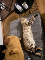 Bengaal kittens, Dieren en Toebehoren, Meerdere dieren, Met stamboom, 0 tot 2 jaar