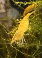 Yellow fire Neon Garnalen Aquarium vis, Dieren en Toebehoren, Vissen | Aquariumvissen, Kreeft, Krab of Garnaal
