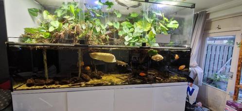 Aqaurium 2640 liter, met roggen, albino arowana, irwini meer, Dieren en Toebehoren, Vissen | Aquaria en Toebehoren, Zo goed als nieuw