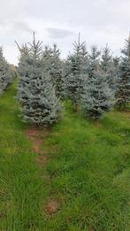 Picea blue diamond in verschillende maten, Tuin en Terras, Planten | Bomen, Volle zon, Bloeit niet, Minder dan 100 cm, Overige soorten