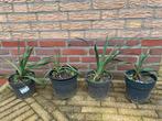 Te koop, Tuin en Terras, Planten | Tuinplanten, Ophalen, Overige soorten, Volle zon