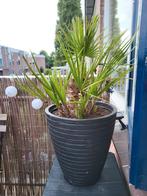 Palmboom in pot, Ophalen, Palm, Halfschaduw, In pot
