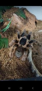 Vogelspinnen, Dieren en Toebehoren, Insecten en Spinnen, Spin of Schorpioen