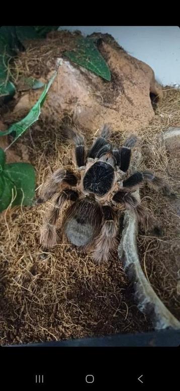 Vogelspinnen beschikbaar voor biedingen