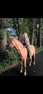 Lease pony, Ophalen of Verzenden, Nieuw