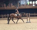 Fijne allround 7 jarige merrie, Merrie, B, 160 tot 165 cm, 3 tot 6 jaar