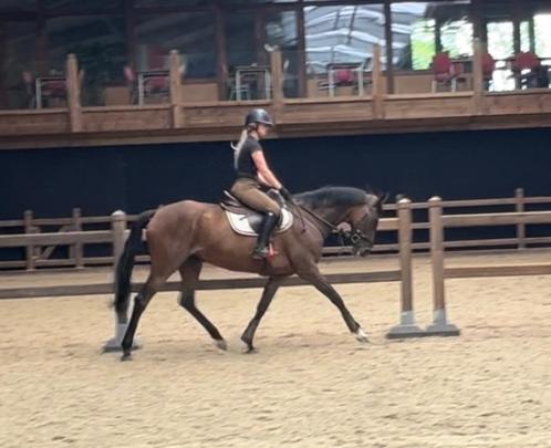 Fijne allround 7 jarige merrie, Dieren en Toebehoren, Paarden, Merrie, B, 160 tot 165 cm, 3 tot 6 jaar
