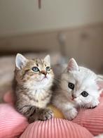 3 Britse korthaar en langhaar, Dieren en Toebehoren, Katten en Kittens | Raskatten | Korthaar, Poes, Ontwormd
