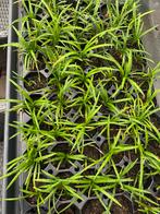 Ophiopogon groen / slangenbaard groen, Tuin en Terras, Planten | Tuinplanten, Ophalen, Zomer, Overige soorten, Volle zon