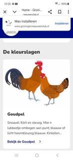 GRONINGER MEEUWEN GOUDPEL GROOT, Ophalen, Nieuw, Overige soorten