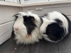Twee mannetjes cavia's (1,5 jaar) tam, Mannelijk, Cavia, Voor 1 juli 2024, Tam