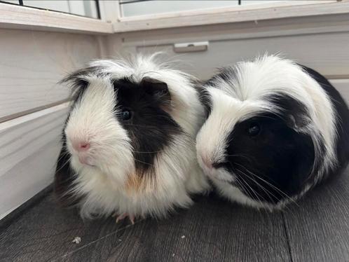 Twee mannetjes cavia's (1,5 jaar) tam, Dieren en Toebehoren, Knaagdieren, Mannelijk, Cavia, Voor 1 juli 2024, Tam