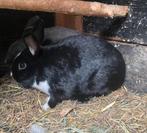 Mooi Vrouwtjes konijn, Dieren en Toebehoren, Konijnen, Vrouwelijk, Middelgroot, 0 tot 2 jaar