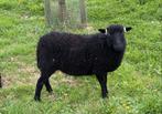 Zwarte Ouessant ooi van 2023 te koop, Dieren en Toebehoren, Vrouwelijk, Schaap
