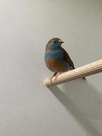 blauwfazantje, Dieren en Toebehoren, Vogels | Overige Vogels, Vrouwelijk, Tropenvogel, Geringd