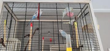 Grasparkieten met kooi beschikbaar voor biedingen