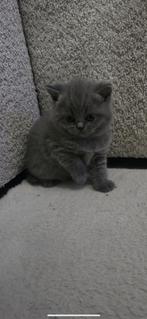 Brits korthaar met apparaten, Kater, Met stamboom, 0 tot 2 jaar