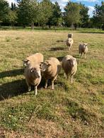 Lammeren tesselaar/swifter van poll dorset bok, Meerdere dieren, Schaap