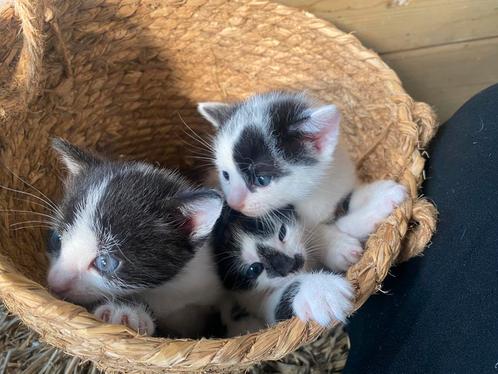Kittens, Dieren en Toebehoren, Katten en Kittens | Overige Katten, Kortharig, Kater, 0 tot 2 jaar