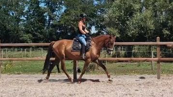 SUPER LIEF PAARD! beschikbaar voor biedingen