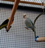 Roseicollie pop Tekoop. 2 jaar oud. Ruilen met een man mag, Dieren en Toebehoren, Vrouwelijk, Dwergpapegaai of Agapornis