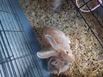 Vader halve hangoor en angora moeder halve Duitse reus, Geslacht onbekend, Groot, Hangoor, 0 tot 2 jaar