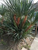 Yucca's, Minder dan 100 cm, Zomer, Overige soorten, Ophalen of Verzenden