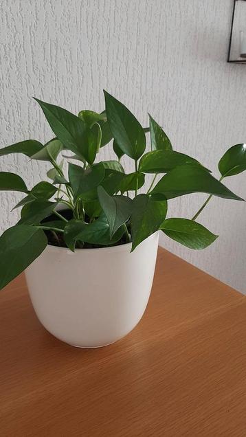 Epipremnum Aureum, Kamerplant in sierpot beschikbaar voor biedingen