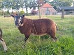 Dassenkop Texelaar dekrammen, Dieren en Toebehoren, Schapen, Geiten en Varkens, Mannelijk, Schaap